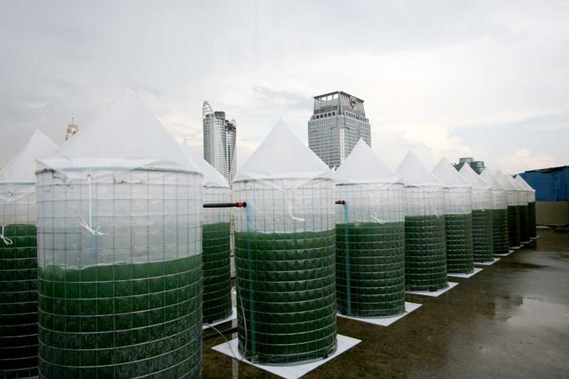 Espirulina alga comestibles se cultivan en las azoteas de Bangkok