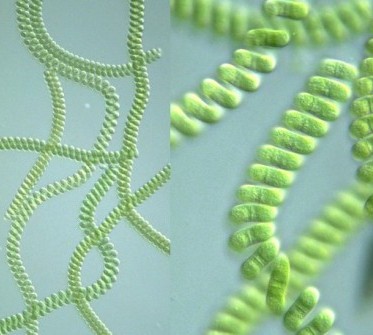 15 cosas que no sabías sobre este super-alimento: Alga Espirulina