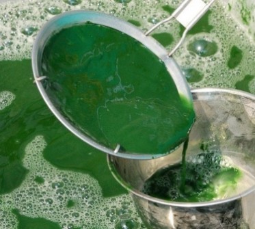 Empresa mexicana desarrolla alimento con algas para prevenir diabetes 